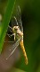 Sympetrum vulgatum female-9